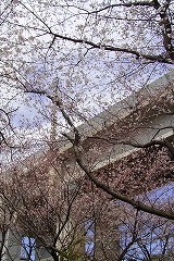 今月の写真:七分咲きの桜