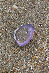 今月の写真:浜辺には…